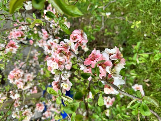 quince flowers blooming